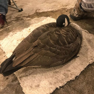 Meet your Posher, Jackson